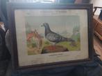 Antieke diploma's, Animaux & Accessoires, Oiseaux | Pigeons