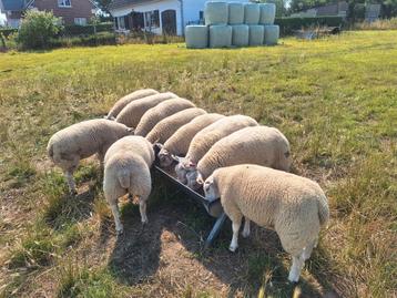 Nederlandse texel ramlammeren beschikbaar voor biedingen