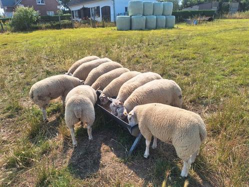 Nederlandse texel ramlammeren, Dieren en Toebehoren, Schapen, Geiten en Varkens, Schaap, 0 tot 2 jaar