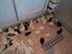 Marans en poule de bresse kuikens, Dieren en Toebehoren, Pluimvee