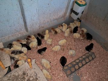 Marans en poule de bresse kuikens, Dieren en Toebehoren