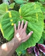 Grootbladige winterharde Begonia 'Torsa', Tuin en Terras, Ophalen of Verzenden