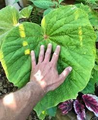 Grootbladige winterharde Begonia 'Torsa', Tuin en Terras, Planten | Tuinplanten, Ophalen of Verzenden