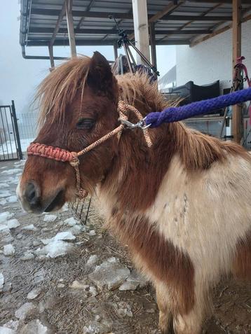 Shetland hengst, Dieren en Toebehoren, Pony's