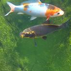 2 kleine Koi te koop (ongeveer 15cm), Dieren en Toebehoren, Karper of Koi