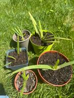 5x Aloe Vera, Jardin & Terrasse, Plantes | Jardin, Enlèvement