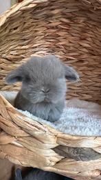 Minilop nestjes, Dieren en Toebehoren, Knaagdieren, Augustus, Meerdere dieren, Overige typen, Tam