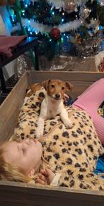 Super lieve Jack Russell reutjes, Dieren en Toebehoren, Honden | Jack Russells en Terriërs, Parvo, België, Fokker | Hobbymatig