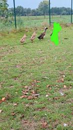 Loopeenden trio, Dieren en Toebehoren, Meerdere dieren, Eend