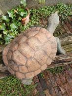 Béton de tortue terrestre, Jardin & Terrasse, Comme neuf, Enlèvement ou Envoi