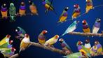 Goulds gouldamadines, Dieren en Toebehoren, Vogels | Overige Vogels