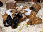 Prachtige raszuivere borstelharige cavia's, Dieren en Toebehoren, Knaagdieren, September, Meerdere dieren, Cavia