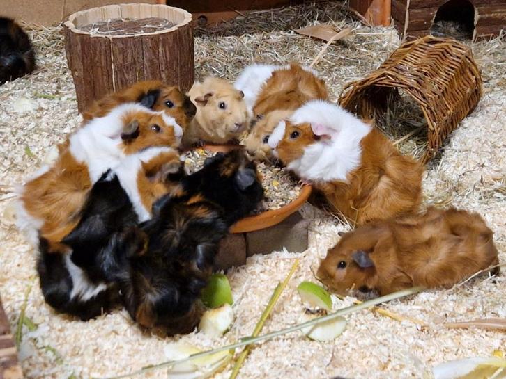 Prachtige raszuivere borstelharige cavia's, Dieren en Toebehoren, Knaagdieren, Meerdere dieren, Cavia, September
