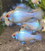 Hobbyaquarium Microgeophagus Ramirezi Electric Blue aktie, Poisson, Poisson d'eau douce, Banc de poissons