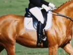 Selle Adam Ellis, Dieren en Toebehoren, Paarden en Pony's | Zadels, Ophalen of Verzenden, Zo goed als nieuw, Dressuur