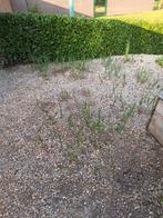Gratis riet, Ophalen