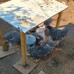 Amrock kippen, Meerdere dieren, Kip