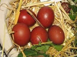 zuivere marans koperhals , donker bruine eitjes, Dieren en Toebehoren, Pluimvee, Kip, Vrouwelijk