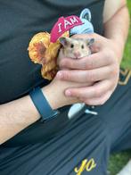 Goudhamster, Dieren en Toebehoren, Knaagdieren, Hamster