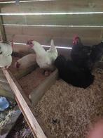 Broedeieren, Dieren en Toebehoren, Pluimvee