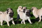 Mopshond pups te koop, Dieren en Toebehoren, Honden | Bulldogs, Pinschers en Molossers, 15 weken tot 1 jaar, Overige rassen, Buitenland