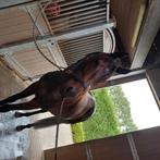 6 jairge ruin, Dieren en Toebehoren, Paarden, Gechipt, Ruin, Dressuurpaard, Zadelmak