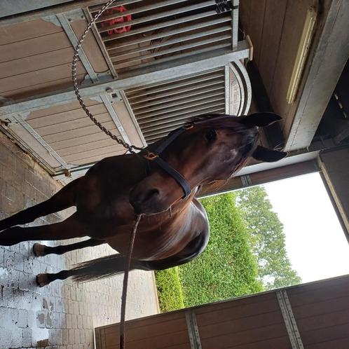 6 jairge ruin, Dieren en Toebehoren, Paarden, Ruin, Zadelmak, 160 tot 165 cm, 3 tot 6 jaar, Dressuurpaard, Gechipt, Ontwormd, Ingeënt