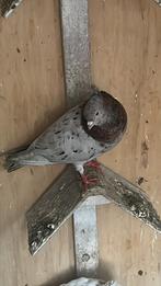 Pigeons iraniens, Animaux & Accessoires, Oiseaux | Pigeons