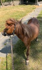 Shetlandpony als weidemaatje, Dieren en Toebehoren, Merrie, A pony (tot 1.17m), Gechipt, 11 jaar of ouder