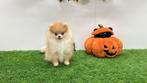 Pomeriaan pups, Dieren en Toebehoren, België, Keeshond, CDV (hondenziekte), 8 tot 15 weken