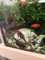 Ancistrus jonge dieren, Dieren en Toebehoren, Vissen | Aquariumvissen