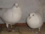 Hubble -vleis duiven, Dieren en Toebehoren, Vogels | Overige Vogels