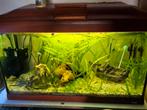 Aquarium ferplast 80x45x40 (144liter), Dieren en Toebehoren, Ophalen, Zo goed als nieuw