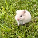 Hamster dore, Dieren en Toebehoren, Knaagdieren, Hamster, Juni, Meerdere dieren, Tam