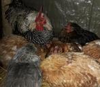 Je vends des poules et un coq