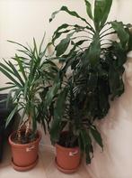 grote mooie kamerplant, 100 tot 150 cm, Yucca, Halfschaduw, In pot