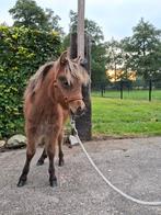 2 NSPS shetlander hengstjes, Dieren en Toebehoren, Paarden, Hengst