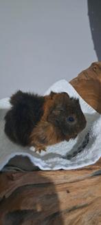 Borstelhaar beertje, Cavia