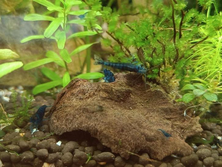 Blue Dream Neocaridina garnaaltjes €2/stuk, Dieren en Toebehoren, Vissen | Aquariumvissen