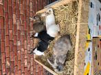Dwergkonijnen, Dieren en Toebehoren