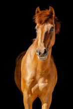11-jarige dressuurpony met 3 kwalitatieve gangen, Dressuurpony