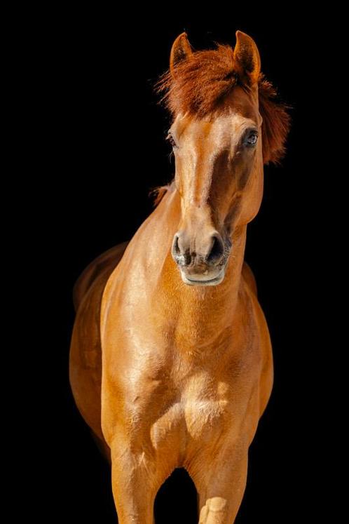 11-jarige dressuurpony met 3 kwalitatieve gangen, Dieren en Toebehoren, Pony's, Dressuurpony