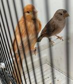 Kanaries, Dieren en Toebehoren