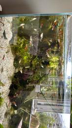 Guppie vissen, Dieren en Toebehoren, Vis, Zoetwatervis