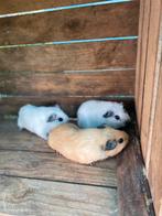 California cavia’s, Cavia, Januari, Meerdere dieren, Tam