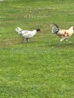 Prachtige Yokohama hen + haan, Dieren en Toebehoren, Meerdere dieren, Kip