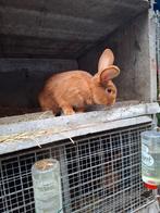 Ram ter dekking aangeboden Vale van bourgondie raszuiver, Dieren en Toebehoren, Konijnen