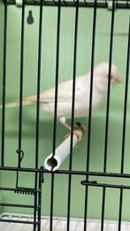 Kanarie wit recessief pop, Dieren en Toebehoren, Vogels | Kanaries, Vrouwelijk, Kleurkanarie