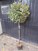 Olijfwilg op stam groenblijvend in diverse maten, Tuin en Terras, Planten | Bomen, Herfst, Halfschaduw, Ophalen of Verzenden, 100 tot 250 cm