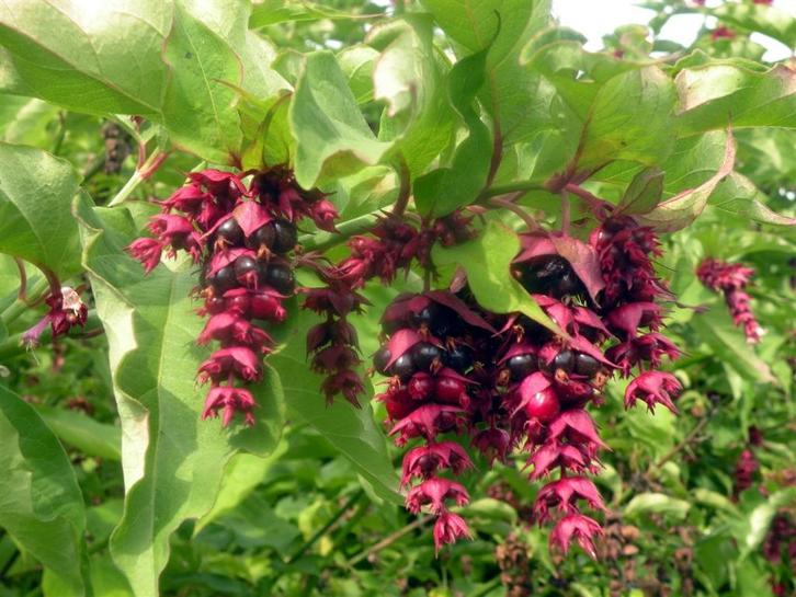 Fazantenbes struiken, Tuin en Terras, Planten | Struiken en Hagen, Struik, Overige soorten, 100 tot 250 cm, Ophalen of Verzenden